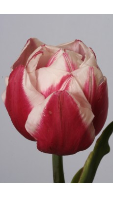 GEBRAND KIEFT